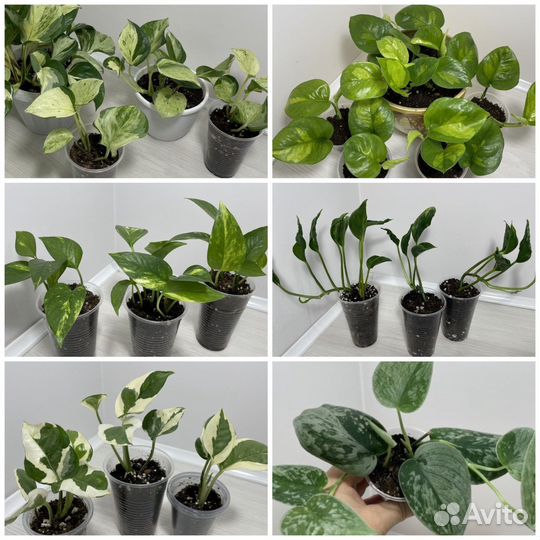 Эпипремнумы и сциндапсусы разных сортов