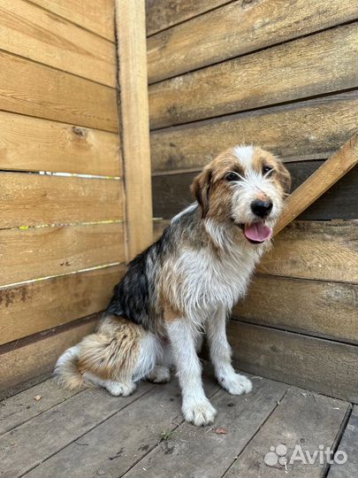 Собака в поисках дома