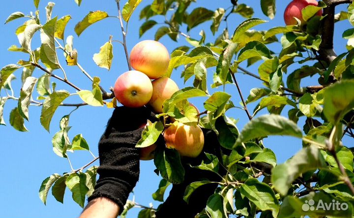 Сборщик яблок вахта