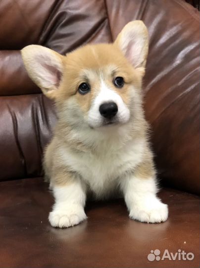 Парень Вельш Корги Пемброк