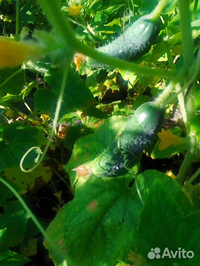 Огурцы кабачки