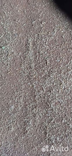 Зерно пшеница урожай 2023