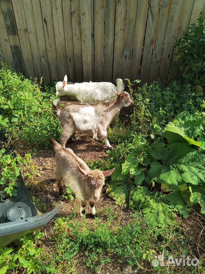 Коза и козлята