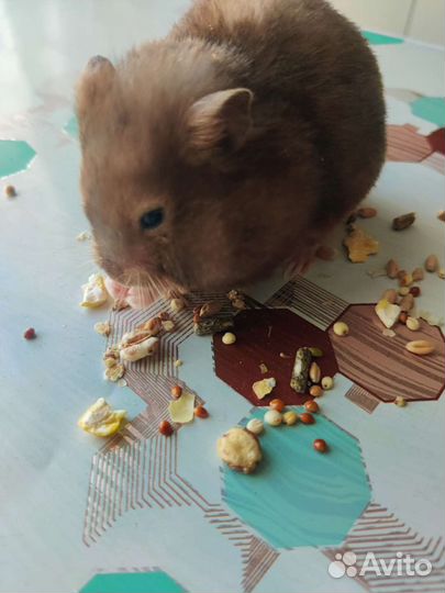 Сирийский и ангорский хомяки