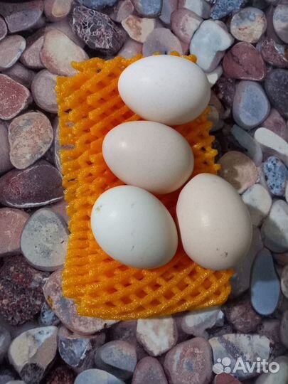 Яйцо инкубационное китайской шелковой