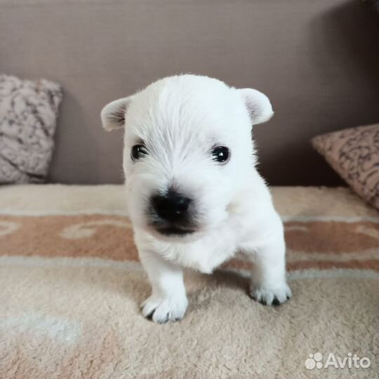Вест хайленд уайт терьер