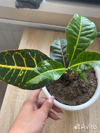 Кодиеум кротон