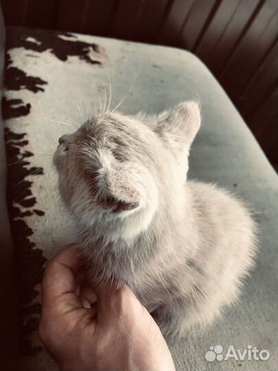 Кошка в дар