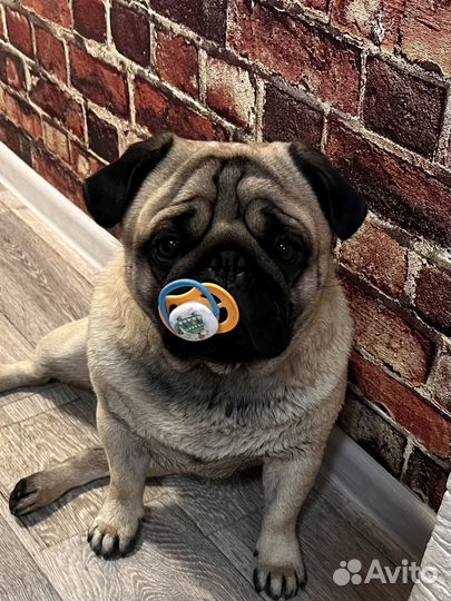 Мопс вязка мальчик