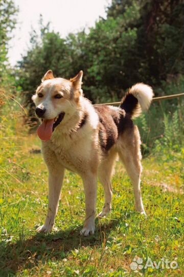 Отдам в добрые руки