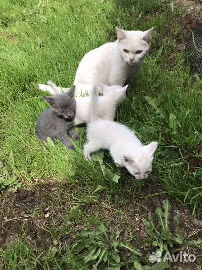 Котята в добрые руки