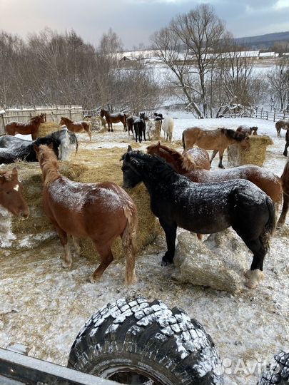 Продам лошадей