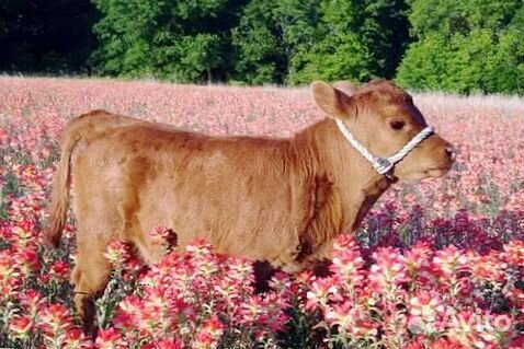 Здоровые телята