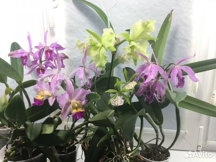 Каттлеи видовые, гибридные и др.орхидеи