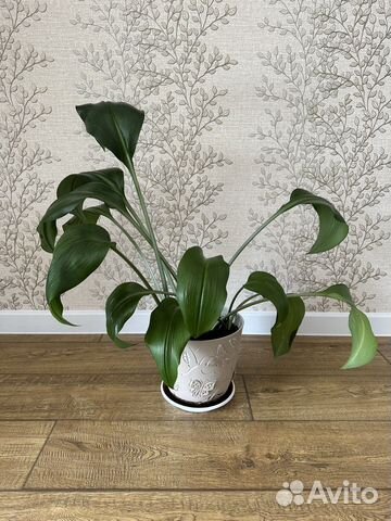 Эухарис амазонская лилия