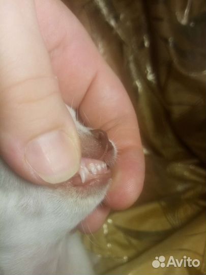 Микро-мини девочка