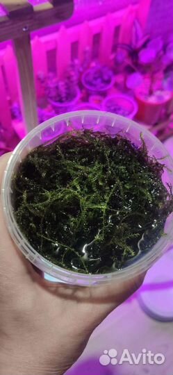 Яванский мох