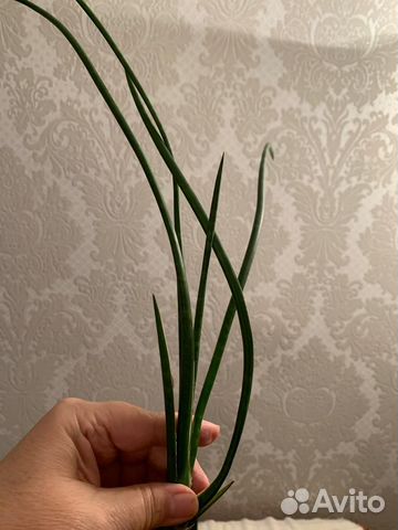 Сансевиерия Цилиндрика