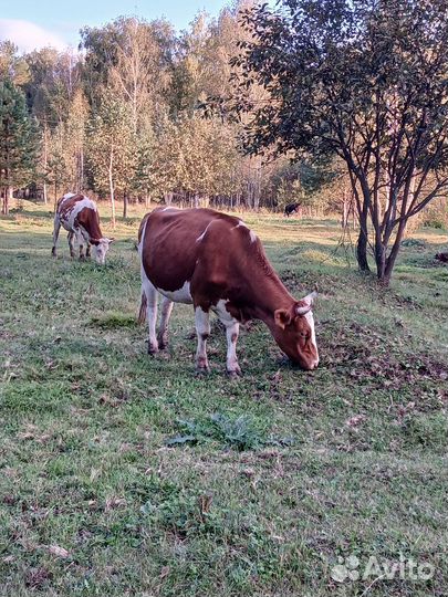 Стальные тёлки
