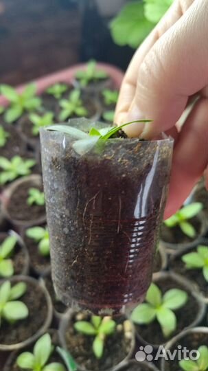 Рассада эустом