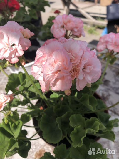 Пеларгония герань