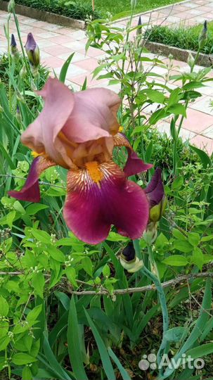 Ирисы бородатые Бразье