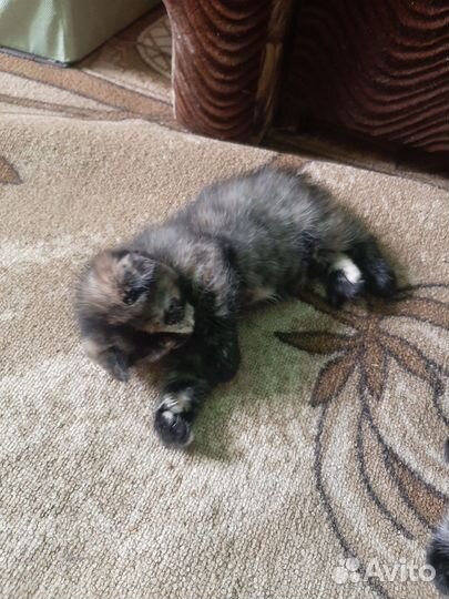 Шотландская кошка в дар