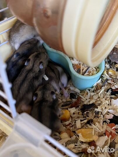 Джунгарский хомяк