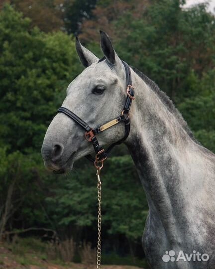 Продам лошадь