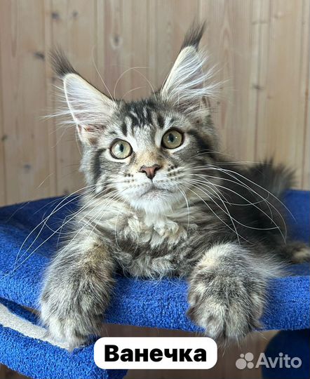 Котята Мейн Кун