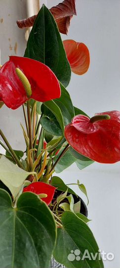 Комнатные цветы антуриум