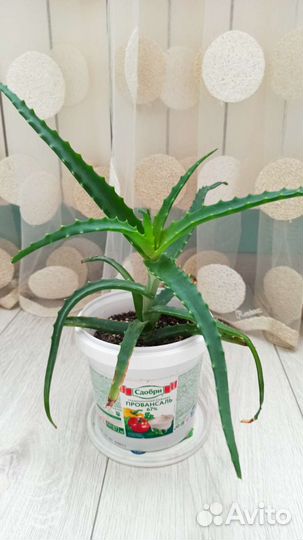 Алоэ древовидное (столетник) лечебное