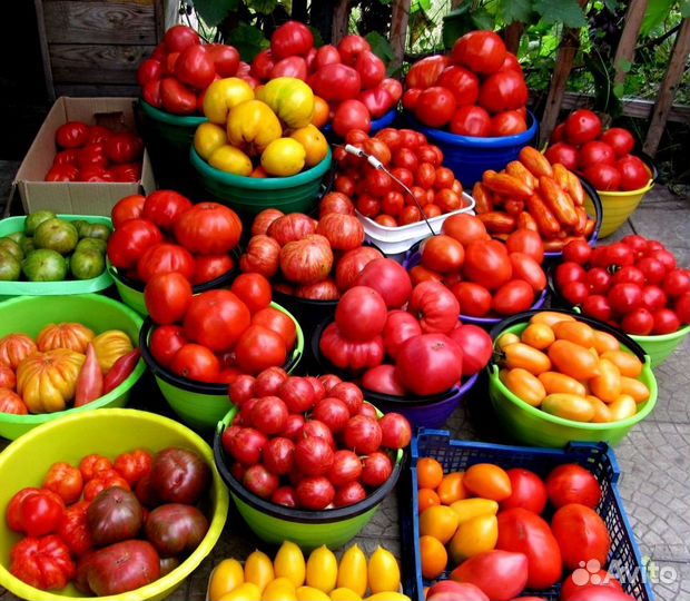 Семена. Старые семейные сорта томатов