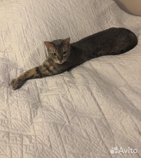 Передержка собак и кошек