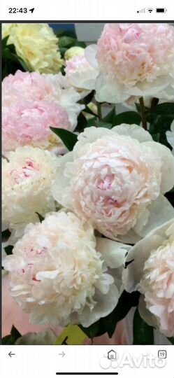 Пион Мадам Кало