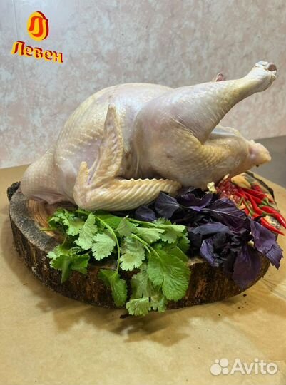 Мясо птицы. Индейка