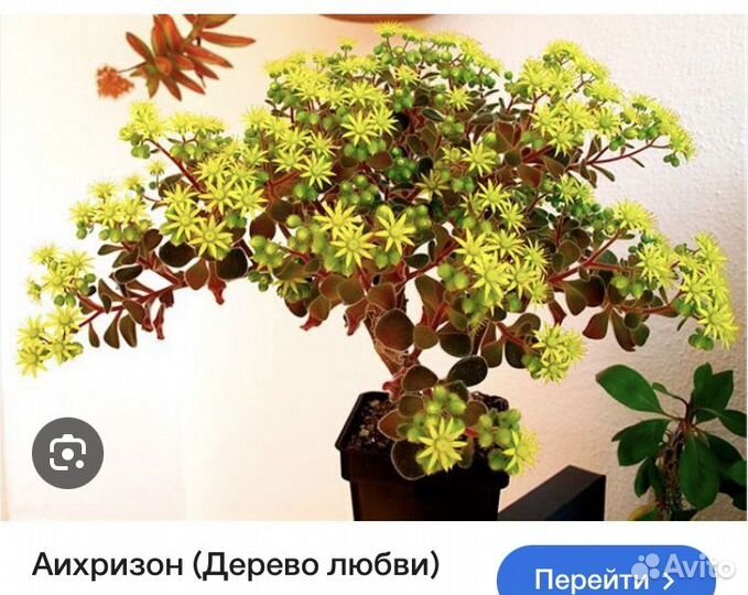 Аихризон дерево любви