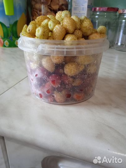 Земляника садовая саженцы