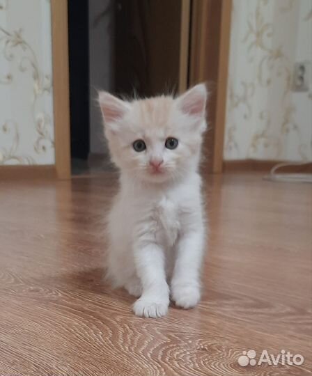 Котёнок-девочка