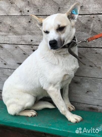 Белка ищет дом