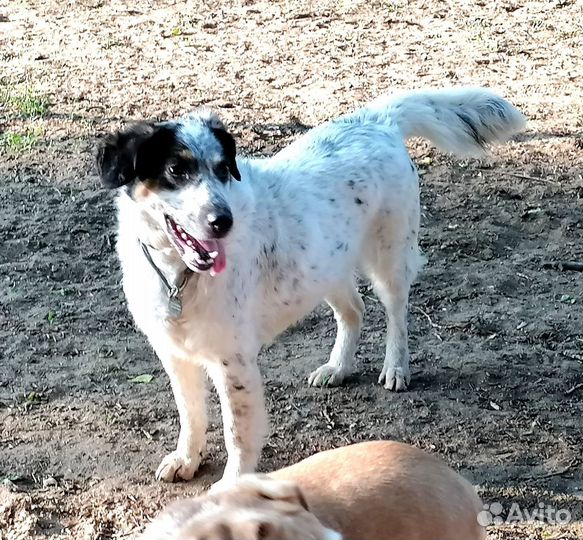 Бинго супер пёс. В добрые руки