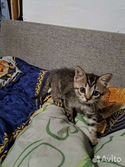 Кошка в дар бесплатно