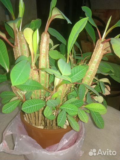 Толстянка, молочай