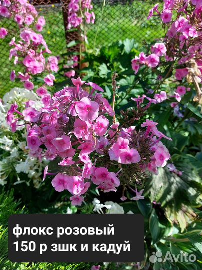 Гортензии метел и древ