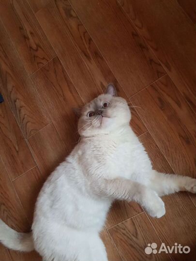 Кот на вязку