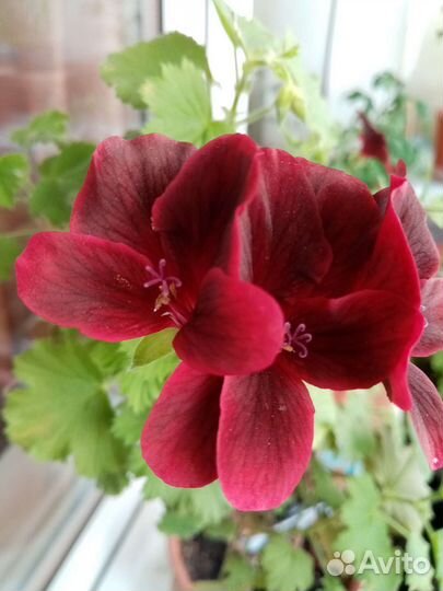 Комнатные цветы