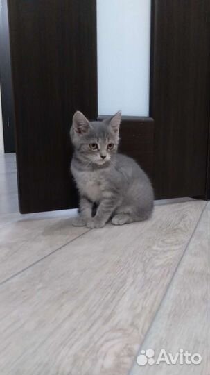 Кошки в добрые руки