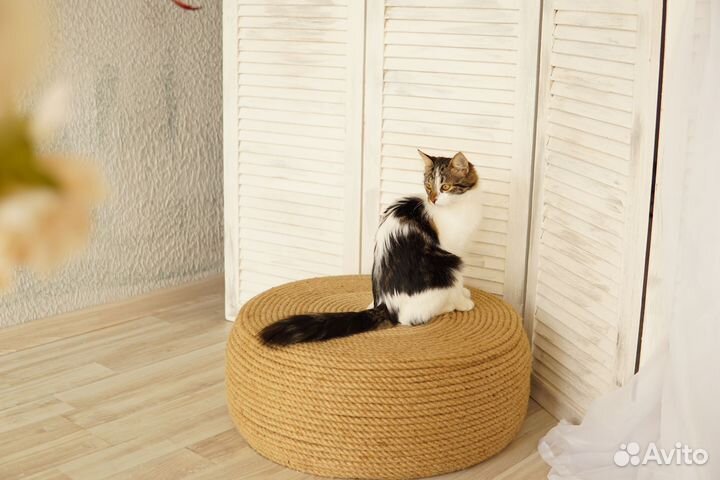 Ласкуша и красавица