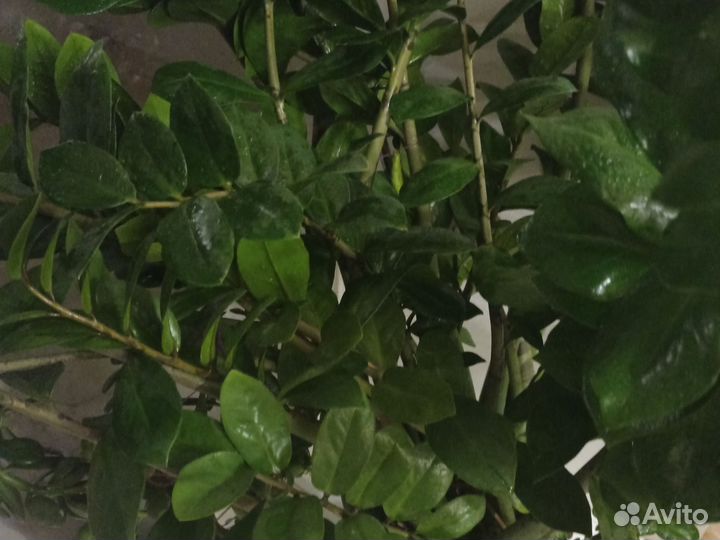 Замиокулькас