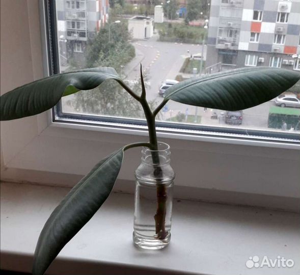 Фикус каучуконосный фикус бенджамина